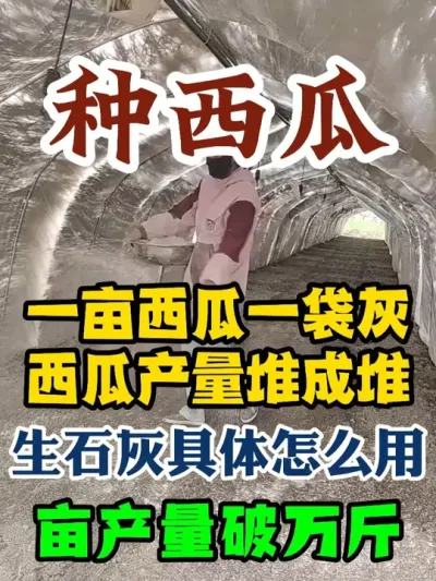 一亩西瓜一袋灰西瓜产量堆成堆生石灰具体怎么用亩产破万斤 #西瓜种植 #种植小技巧 #农业种植 #传播农业小知识