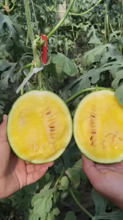 ɽ���ĳǲʺ�˺��������������ֳ����Ǻ���������һ�����Ϻ����ʺϵ���������������2��������#�ʺ����� #�ʺ�˺� #ԥ������ #��������� #��Ϊ����ũ��Ʒ����