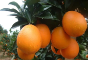 从一个橙子开始，走上柑橘技术培训之路——龚勇的柑橘情缘