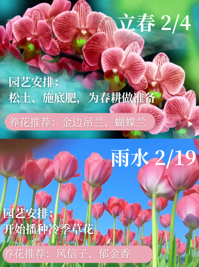 雨水（2月19日）园艺安排：开始播种冷季草花