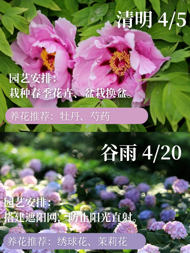 清明（4月5日）园艺安排：栽种春季花卉、盆栽换盆